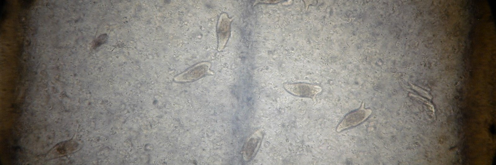 Elías Kabbas Piñango banner