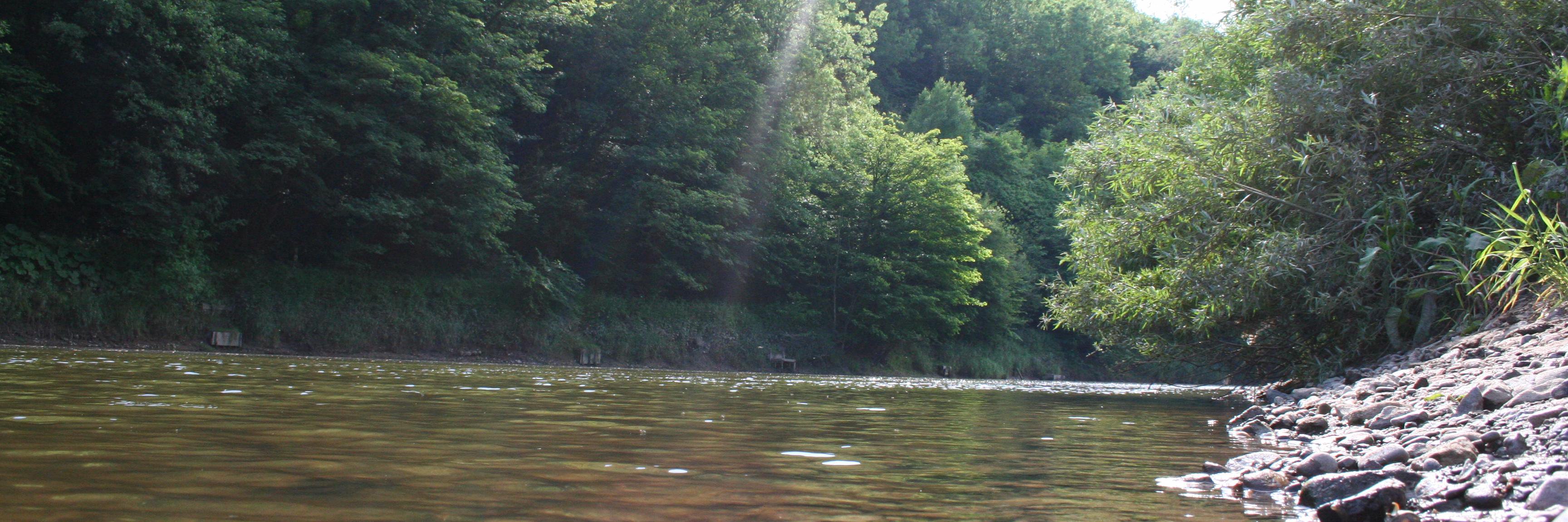 Gary Williams banner