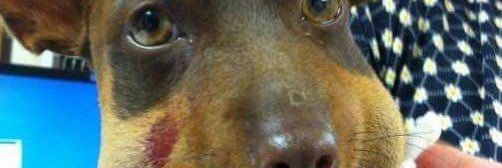 MikaesEl1's profile banner image