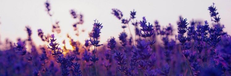 achellette's profile banner image