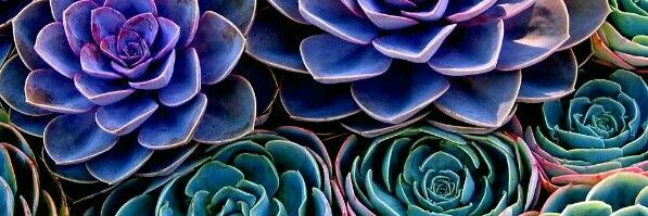 maxiebob's profile banner image