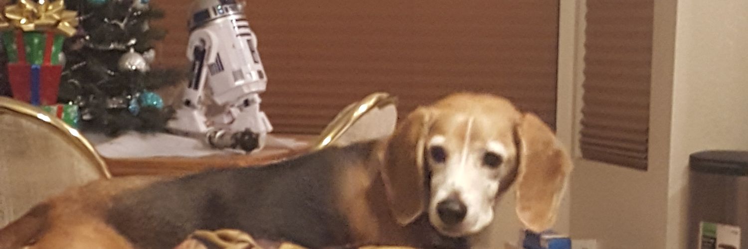 ChloeDaBeagle's profile banner image
