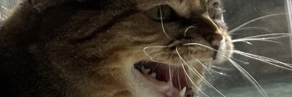 laamxn's profile banner image