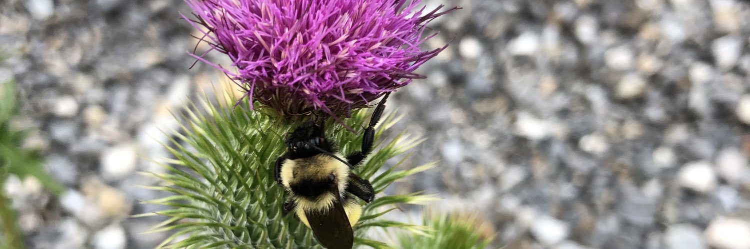 peachy t. ✿ banner