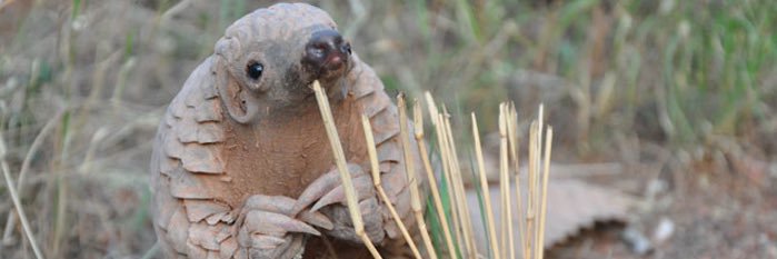 Mat Morrison LLM banner