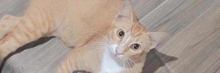 ShafiraEston's profile banner image