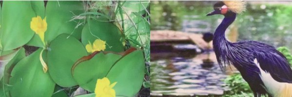 sharon_ikeazor Profile Banner