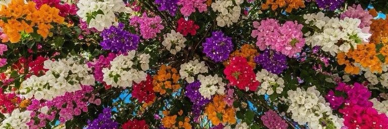 _BigPapiMercy's profile banner image