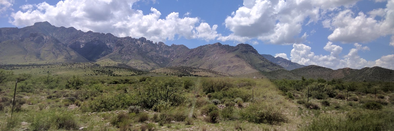 Dr Anna Dornhaus banner