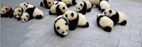 nisma_panda's profile banner image