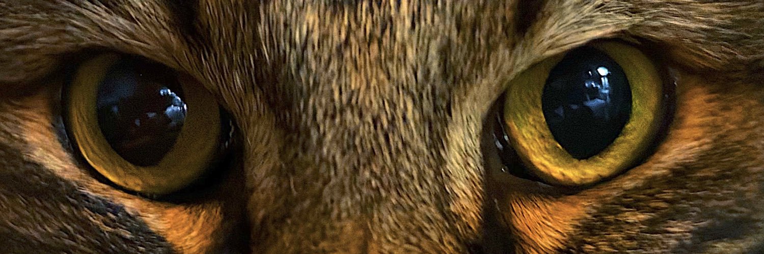mielrosaa's profile banner image