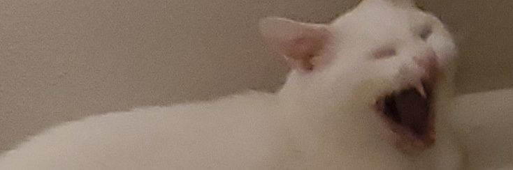 zoeneile's profile banner image