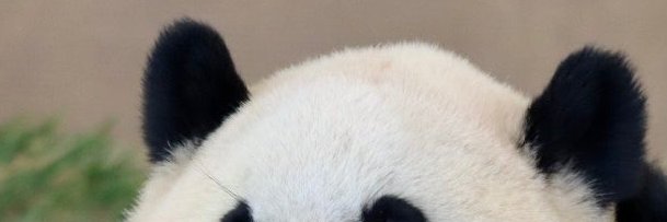 mintpand's profile banner image