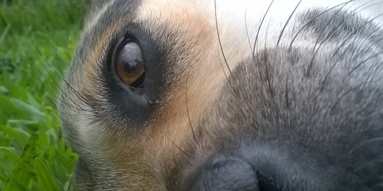 LucasSchulteiss's profile banner image