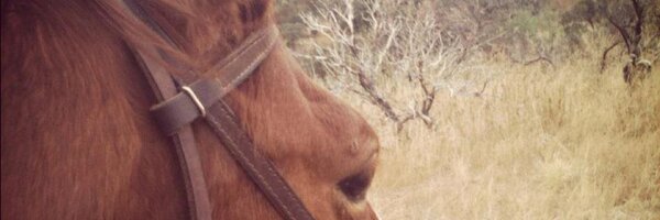 LadybugLise Profile Banner
