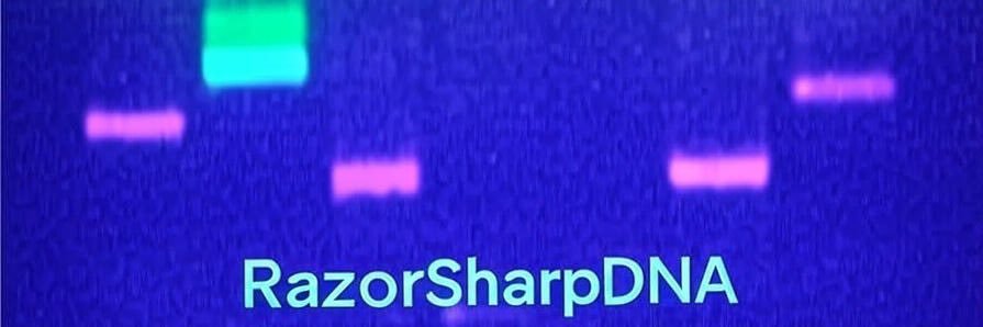 RazorSharpDNA 🧬 banner