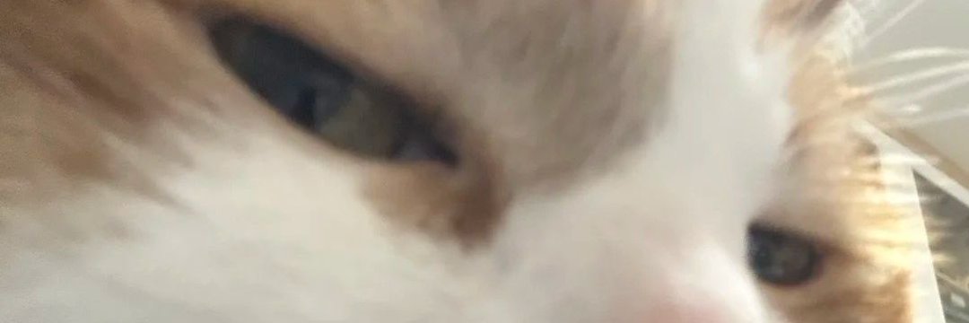 ᴛᴜʀᴋᴇʏ⁴⁴ 🦅 banner