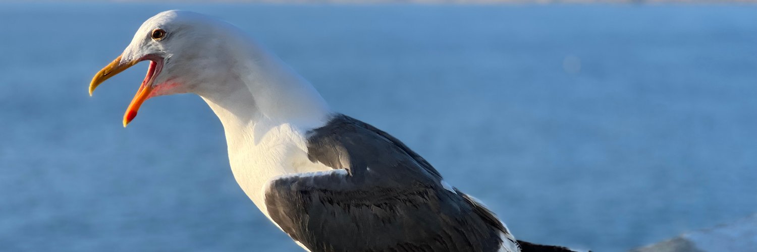 Baharak Yousefi بهارک یوسفی banner
