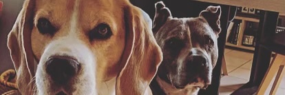 JeanBilusis's profile banner image
