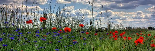 Mick Thompson banner