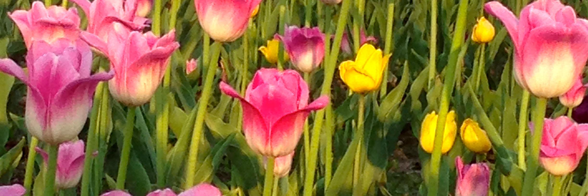 Daisy Busolo banner