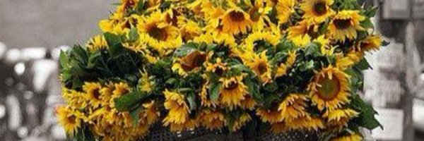 Just__Zee Profile Banner