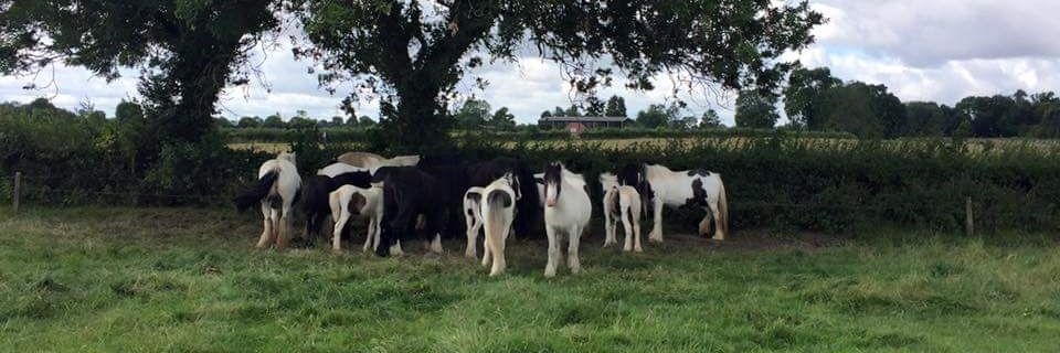 LeicsHorseWatch banner