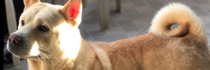 Jcdosroncas2's profile banner image