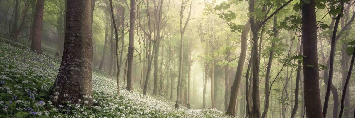 rajasahoo1729's profile banner image