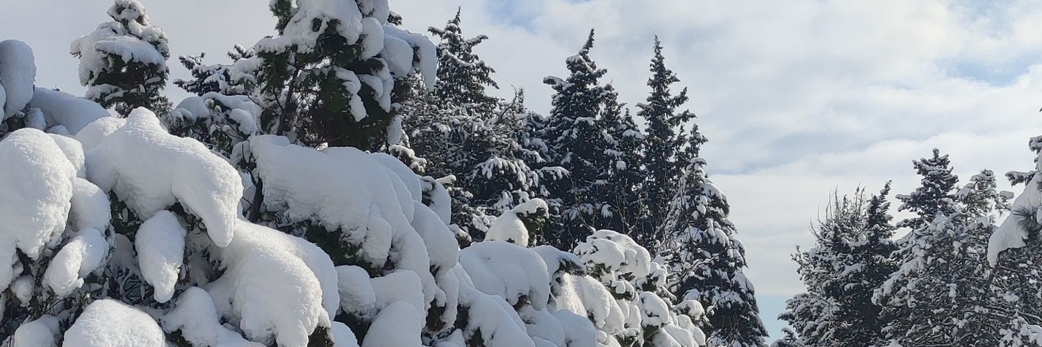 polarvortekss's profile banner image