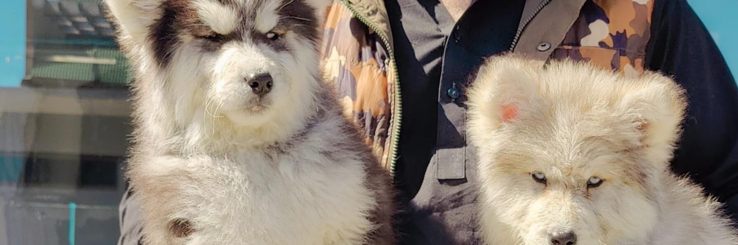 huskyAssassin17's profile banner image