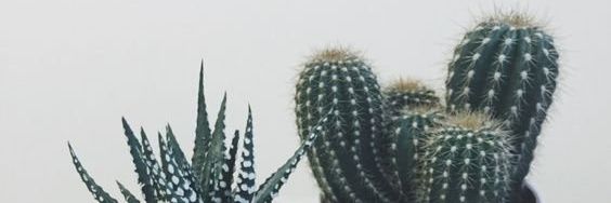 _seadetective's profile banner image