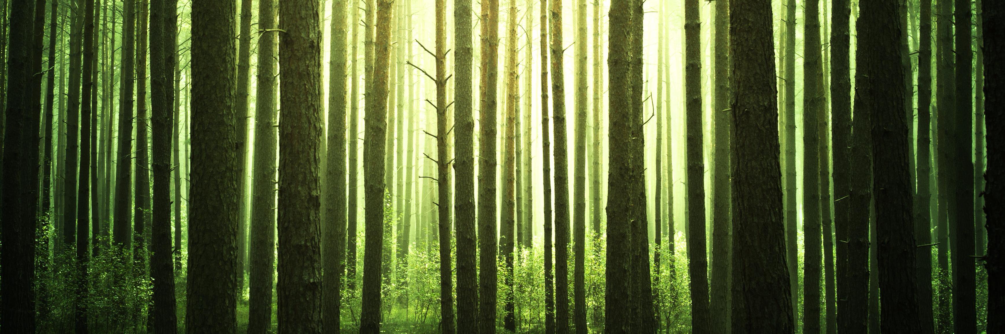 Forestry Journal banner