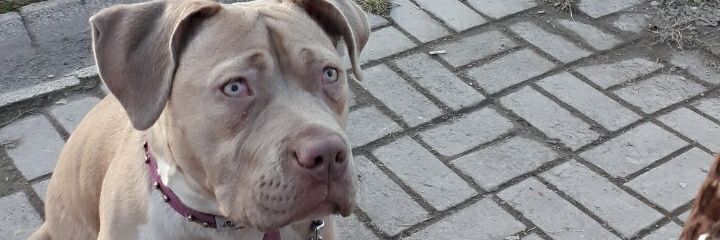 BasakVerseX's profile banner image