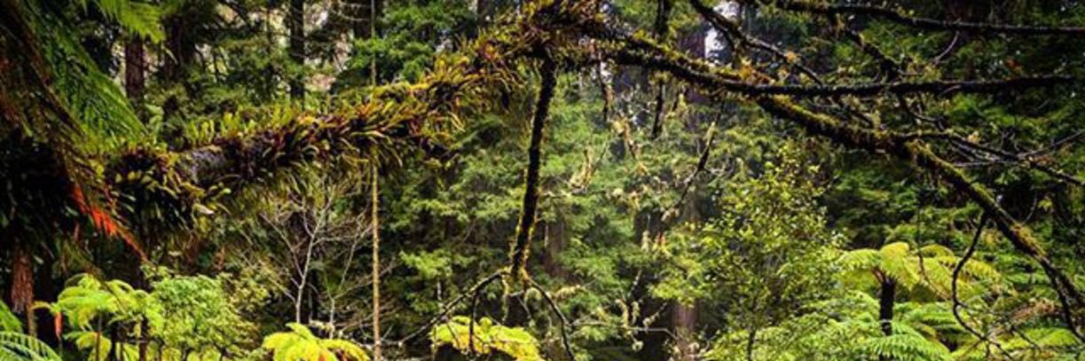 Rumesh_c's profile banner image