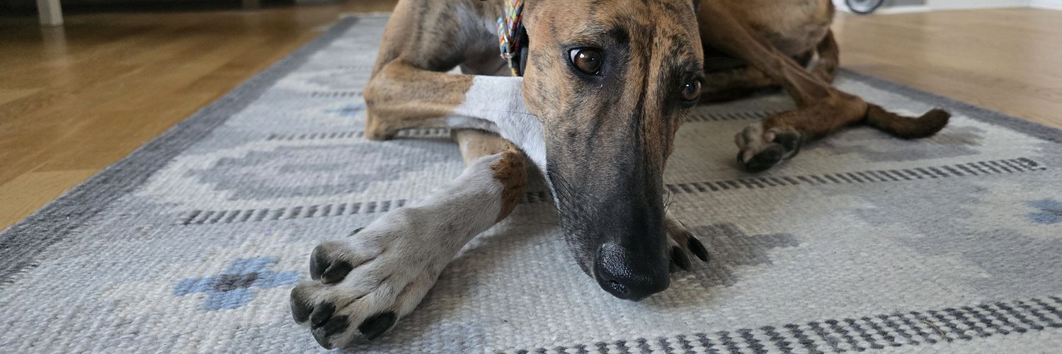 Anna Eriksson banner