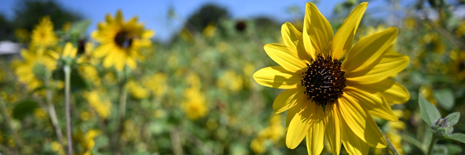 denfht's profile banner image