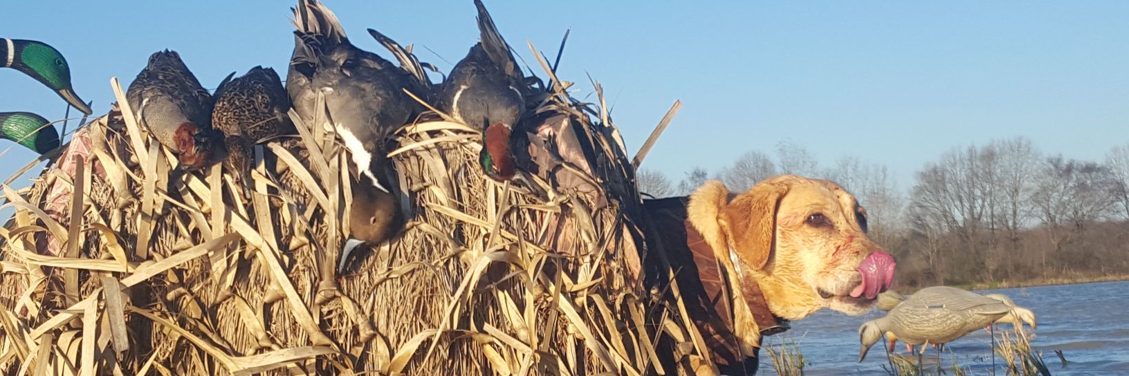 Barrylarry02's profile banner image