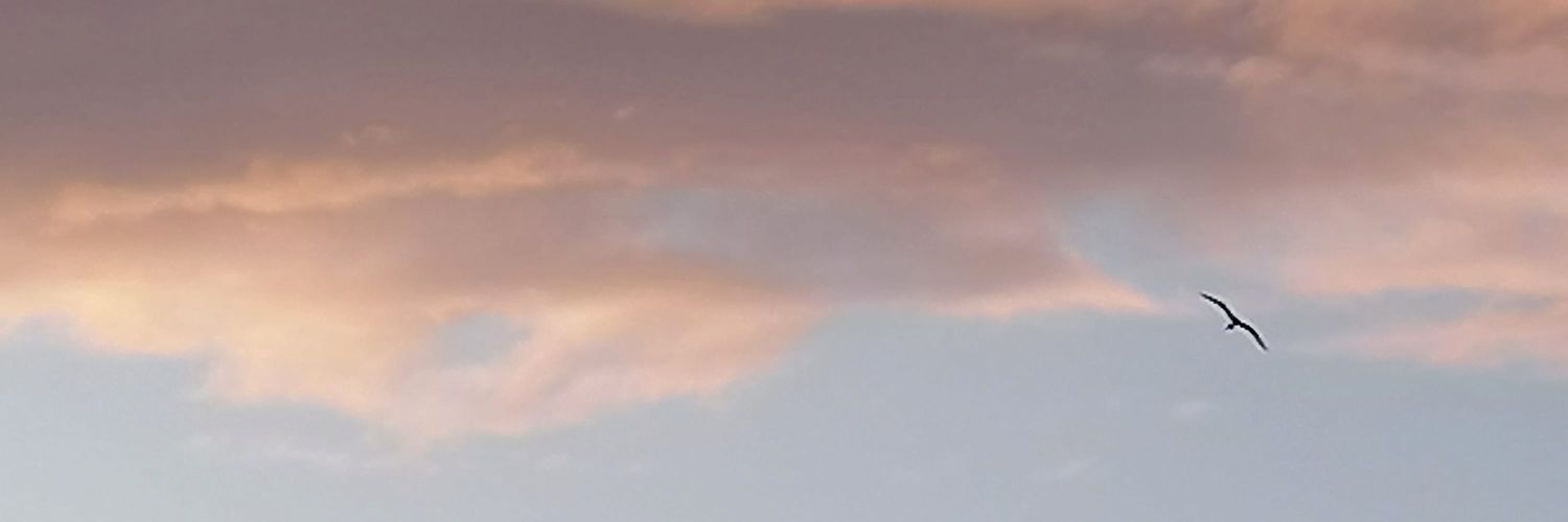 eli_calderoni's profile banner image