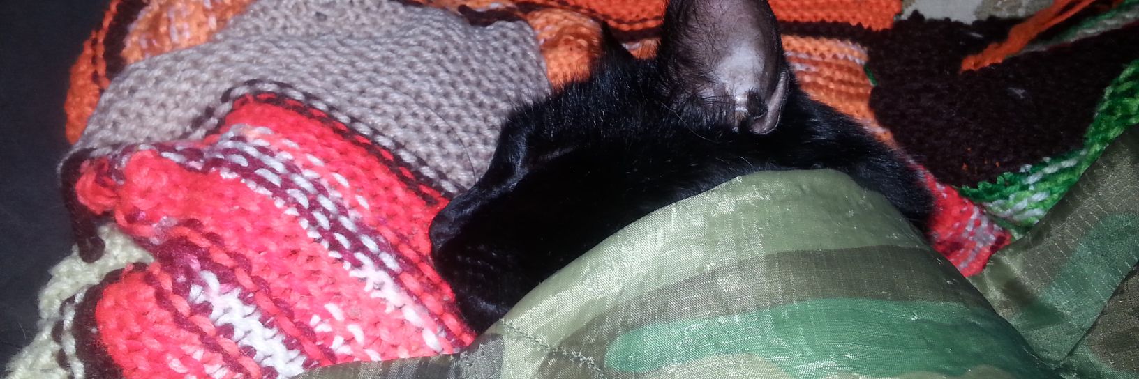 CatsOfSleep's profile banner image