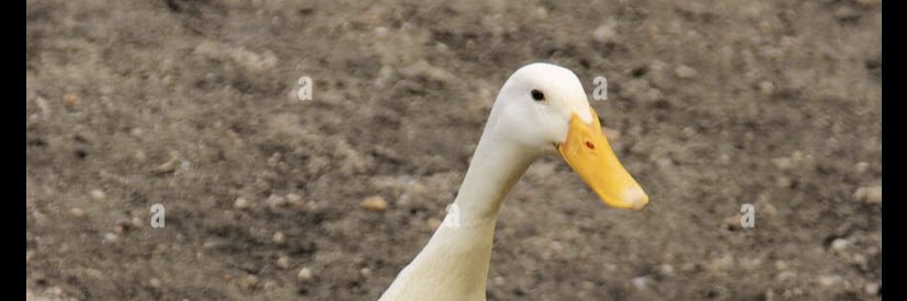leenhny's profile banner image