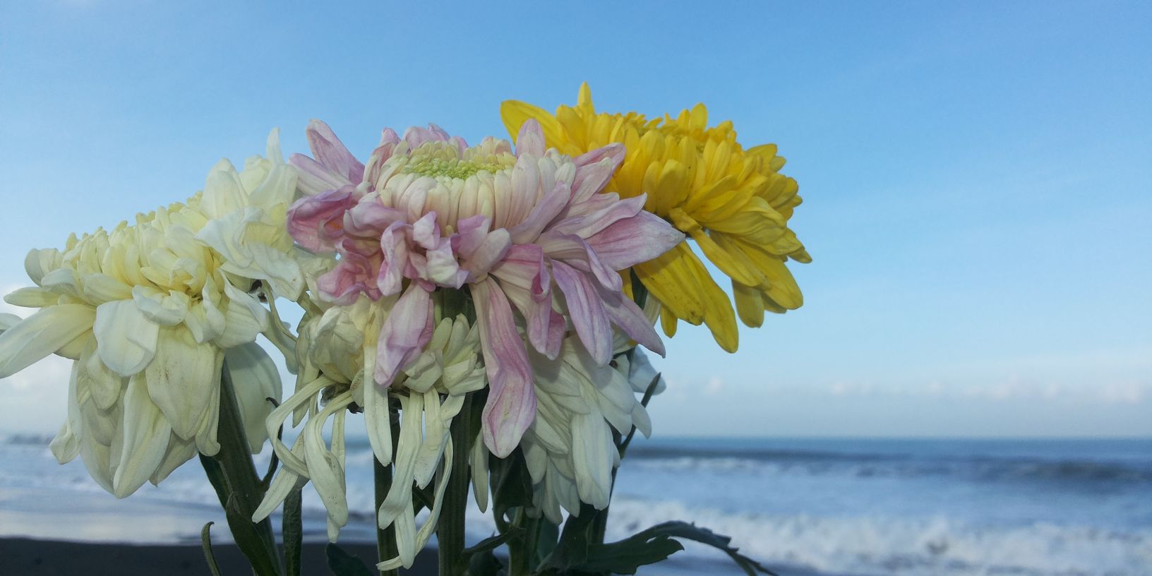 annajmi's profile banner image