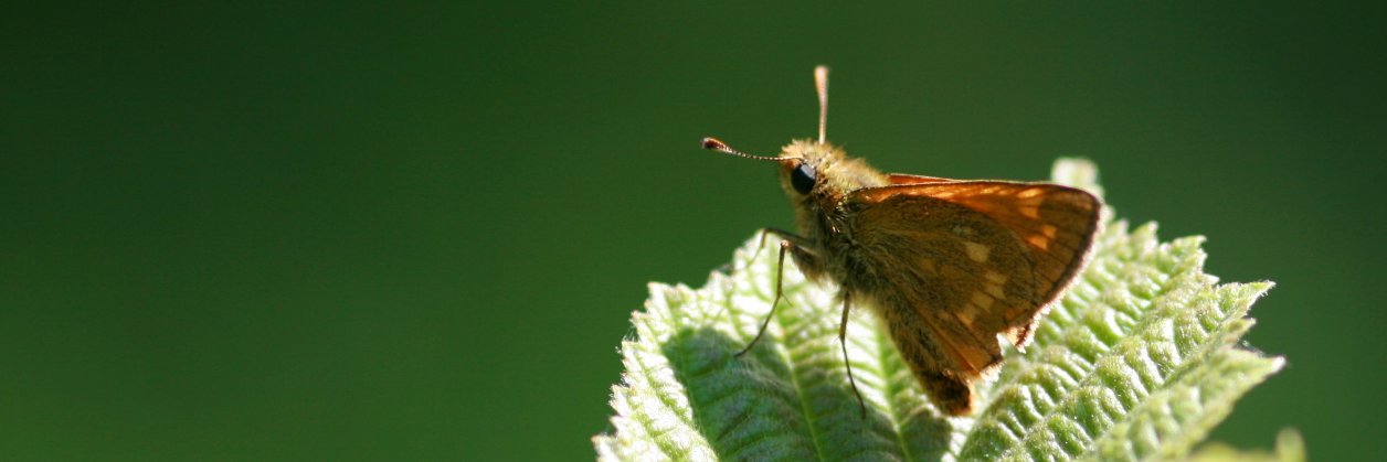Anthony Field banner