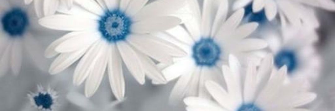 wanmedsen's profile banner image