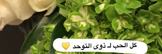 Norah__Alolayan's profile banner image