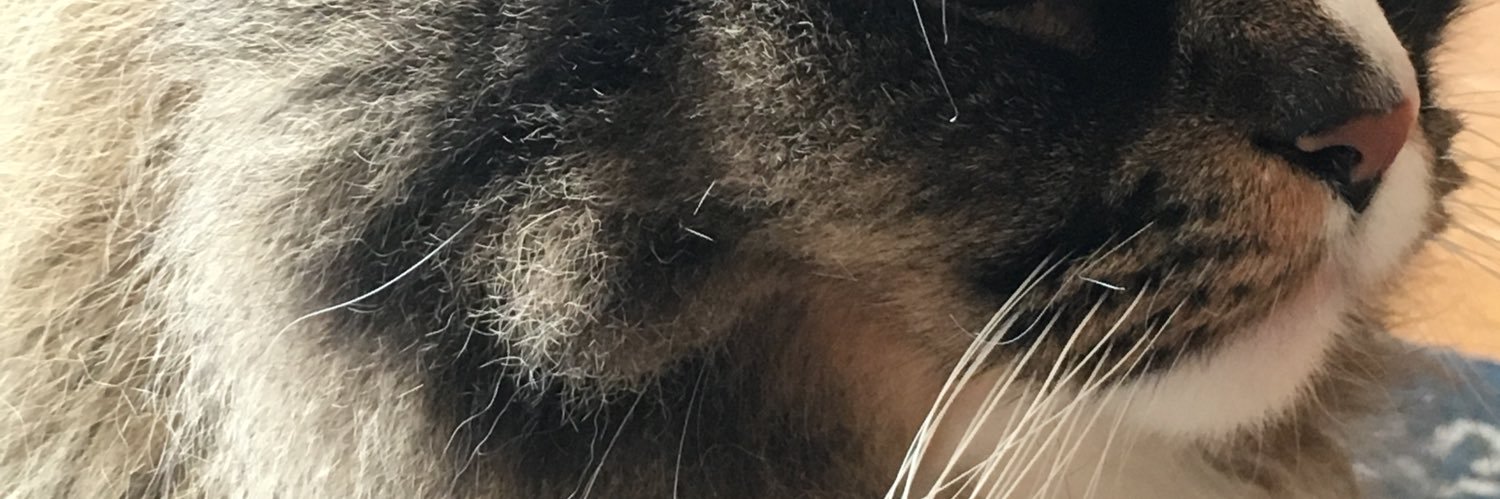 Oliverose777's profile banner image