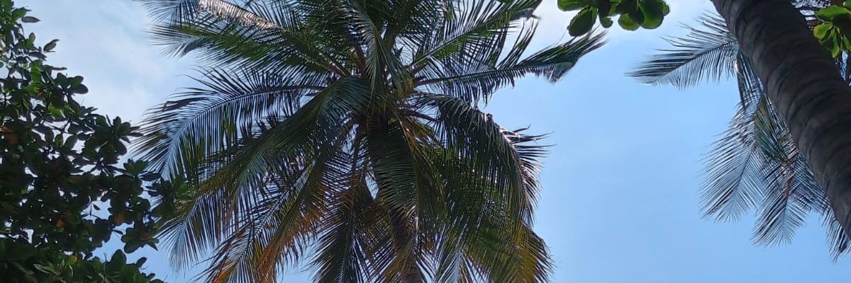 Milena Silva Sánchez banner