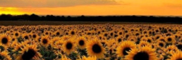 GloOfWater's profile banner image