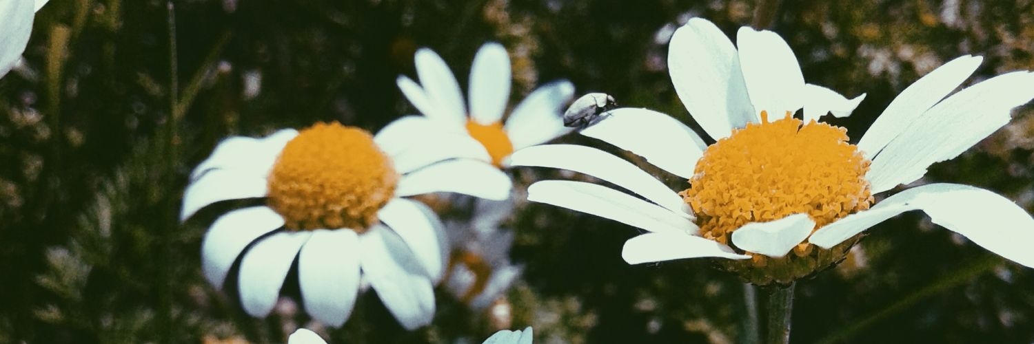EmineBzca's profile banner image