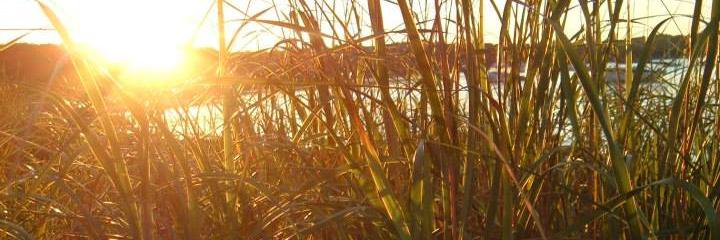 UNE_EarthsECO's profile banner image